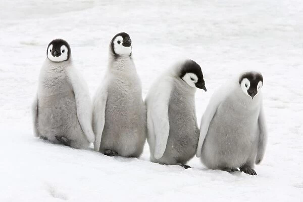 Emperor Penguin (Aptenodytes forsteri) four chicks, standing on ice, Snow Hill Island, Weddell Sea, Antarctica