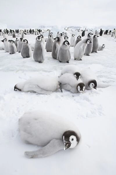 Emperor Penguin (Aptenodytes forsteri) chicks, group at edge of colony, Snow Hill Island, Weddell Sea, Antarctica