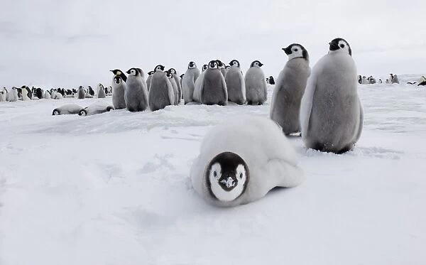 Emperor Penguin (Aptenodytes forsteri) chicks, group in colony on sea ice, Snow Hill Island, Weddell Sea, Antarctica, november