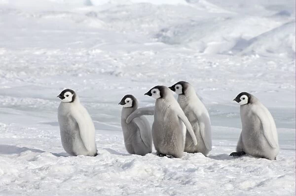 Emperor Penguin (Aptenodytes forsteri) five chicks, standing on ice, Snow Hill Island, Weddell Sea, Antarctica