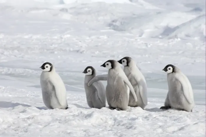 Framed Print : Emperor Penguin (Aptenodytes forsteri) five chicks, standing on ice, Snow Hill Island, Weddell Sea, Antarctica Framed Print : Emperor Penguin (Aptenodytes forsteri) five chicks, standing on ice, Snow Hill Island, Weddell Sea, Antarctica