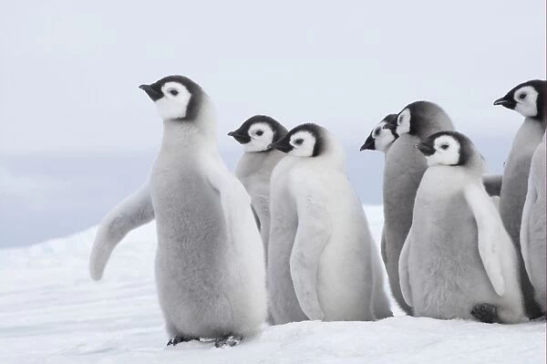 Emperor Penguin (Aptenodytes forsteri) chicks, group standing on ice, Snow Hill Island, Weddell Sea, Antarctica