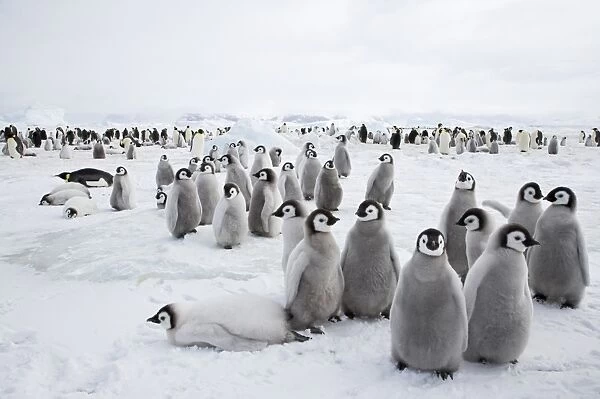 Emperor Penguin (Aptenodytes forsteri) chicks, group standing at edge of colony, Snow Hill Island, Weddell Sea, Antarctica