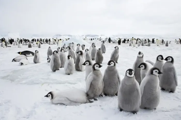 Framed Print : Emperor Penguin (Aptenodytes forsteri) chicks, group standing at edge of colony, Snow Hill Island, Weddell Sea, Antarctica