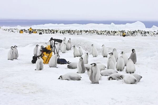 Emperor Penguin (Aptenodytes forsteri) chicks, group standing at edge of colony, being photographed by tourists, Snow Hill Island, Weddell Sea, Antarctica