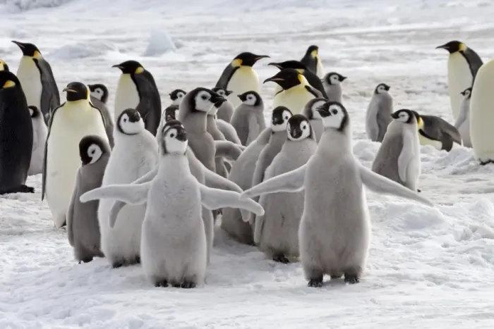 Framed Print : Emperor Penguin (Aptenodytes forsteri) chicks and adults, colony, Snow Hill Island, Antarctic Peninsula, Antarctica Framed Print : Emperor Penguin (Aptenodytes forsteri) chicks and adults, colony, Snow Hill Island, Antarctic Peninsula, Antarctica