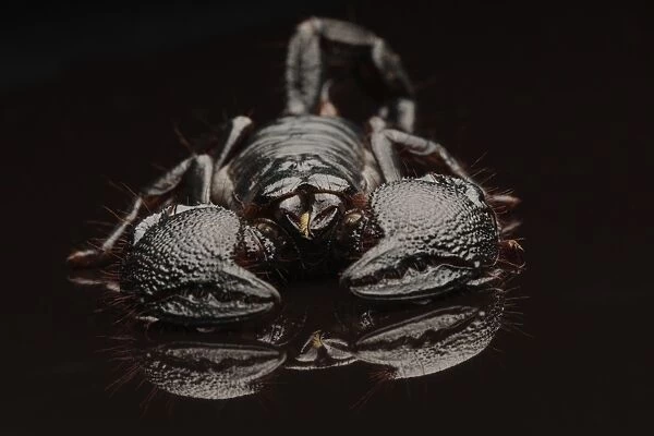 Emperor Scorpion (Pandinus imperator) adult, on black reflective surface (captive)