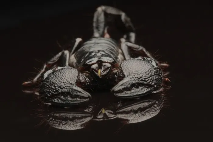 Framed Print : Emperor Scorpion (Pandinus imperator) adult, on black reflective surface (captive) Framed Print : Emperor Scorpion (Pandinus imperator) adult, on black reflective surface (captive)