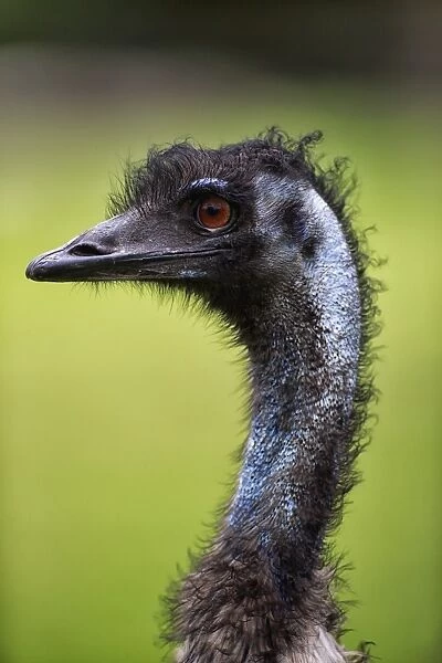 Emu (Dromaius novaehollandiae) adult, close-up of head and neck, South Australia, Australia, October