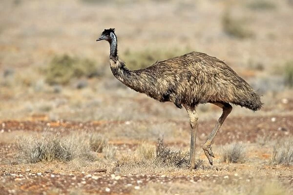 Emu (Dromaius novaehollandiae) adult, walking in dry outback, Sturt N. P. New South Wales, Australia, October