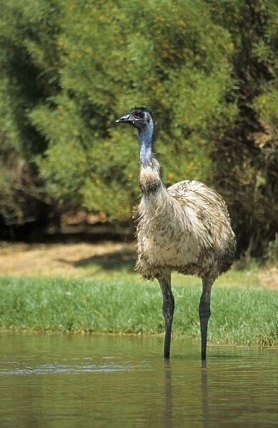 Emu (Dromaius novaehollandiae) adult, standing in water, drinking, Western Australia