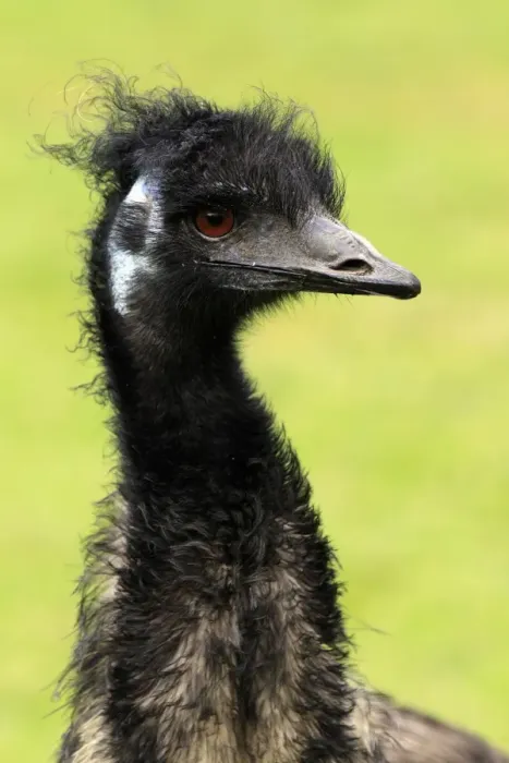 Framed Print : Emu (Dromaius novaehollandiae) adult male, close-up of head and neck, South Australia, Australia Framed Print : Emu (Dromaius novaehollandiae) adult male, close-up of head and neck, South Australia, Australia