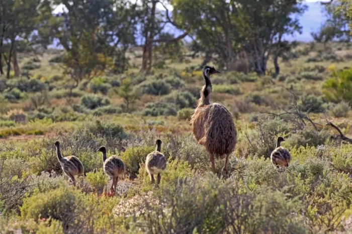Framed Print : Emu (Dromaius novaehollandiae) adult male with chicks, standing in vegetation, New South Wales, Australia Framed Print : Emu (Dromaius novaehollandiae) adult male with chicks, standing in vegetation, New South Wales, Australia