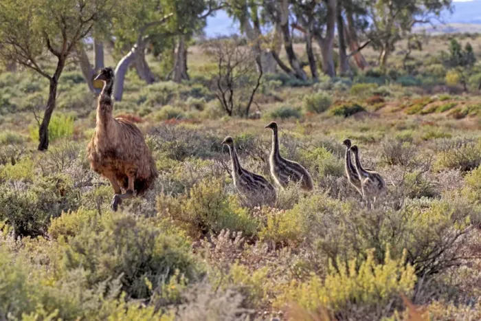 Framed Print : Emu (Dromaius novaehollandiae) adult male with chicks, standing in vegetation, New South Wales, Australia Framed Print : Emu (Dromaius novaehollandiae) adult male with chicks, standing in vegetation, New South Wales, Australia
