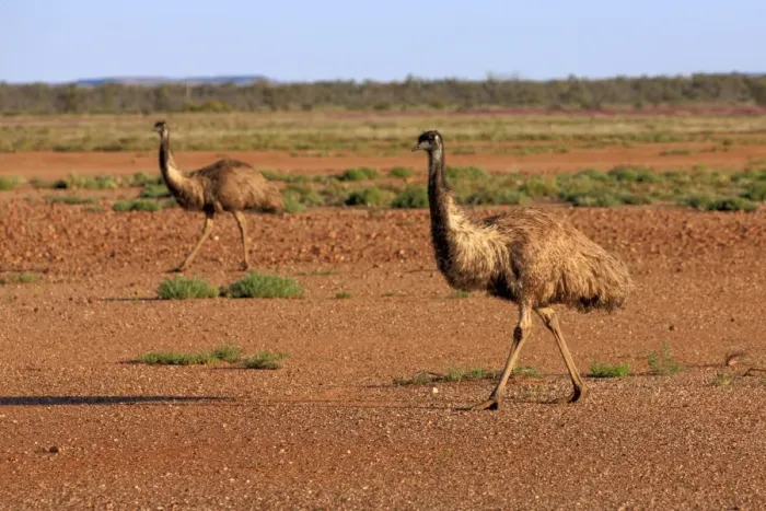 Framed Print : Emu (Dromaius novaehollandiae) adult pair, walking on bare ground, Sturt N. P. New South Wales, Australia Framed Print : Emu (Dromaius novaehollandiae) adult pair, walking on bare ground, Sturt N. P. New South Wales, Australia