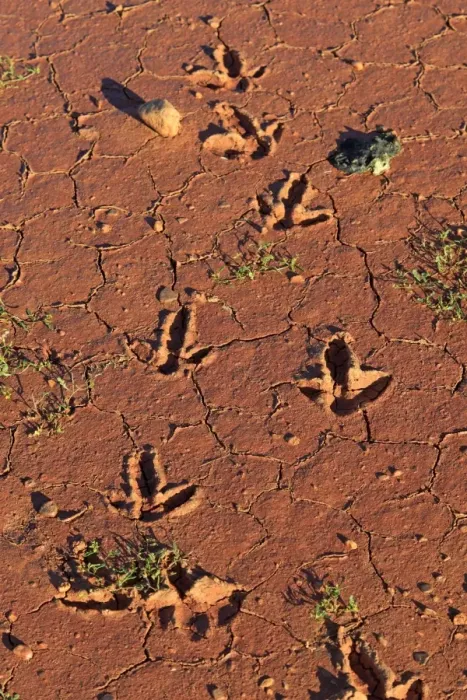 Framed Print : Emu (Dromaius novaehollandiae) footprints, tracks in drying mud, Sturt N. P. New South Wales, Australia Framed Print : Emu (Dromaius novaehollandiae) footprints, tracks in drying mud, Sturt N. P. New South Wales, Australia