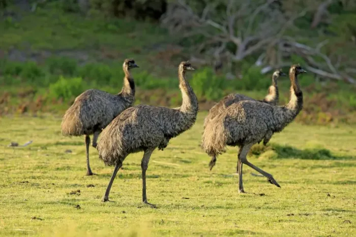 Framed Print : Emu (Dromaius novaehollandiae) four subadults, walking, Wilsons Promontory N. P. Victoria, Australia, November Framed Print : Emu (Dromaius novaehollandiae) four subadults, walking, Wilsons Promontory N. P. Victoria, Australia, November
