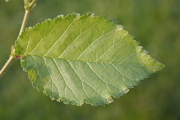 English Elm (Ulmus procera) close-up of leaf, growing in hedgerow, Bacton, Suffolk, England, July