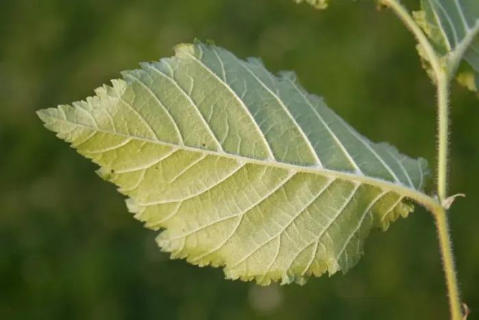 Framed Print : English Elm (Ulmus procera) close-up of leaf underside, growing in hedgerow, Bacton, Suffolk, England, July