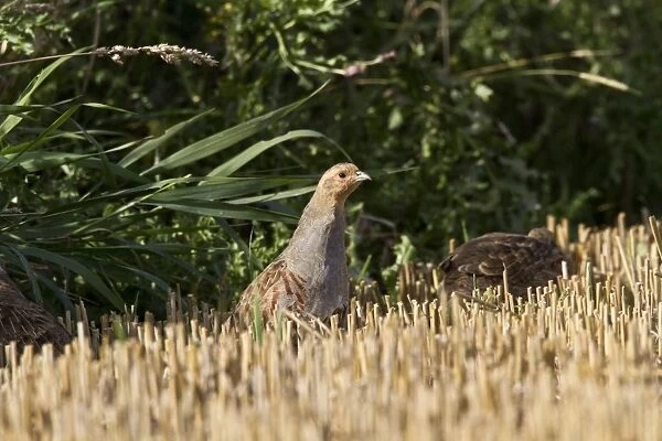 English or Grey Partridge at edge of stubble field, early September