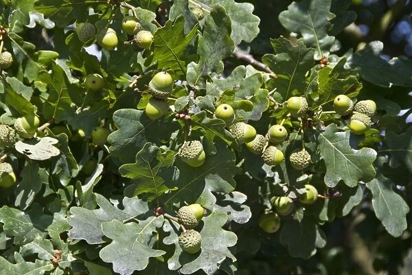 English Oak acorns and leaves