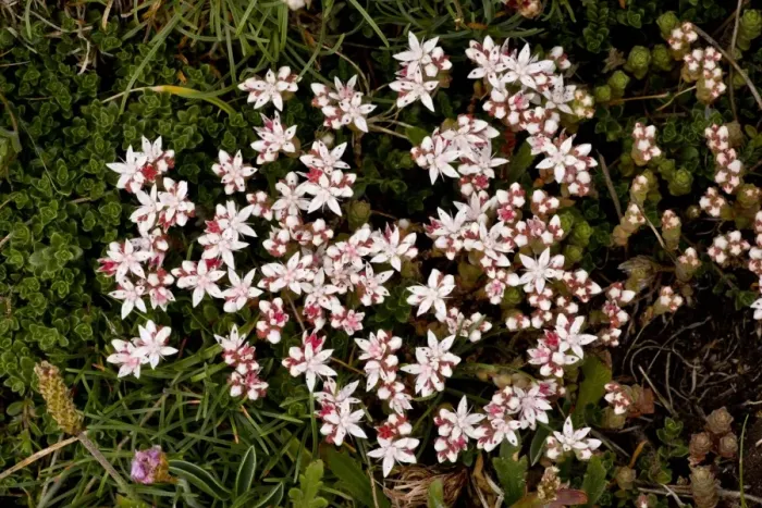 Framed Print : English Stonecrop (Sedum anglicum) flowering, The Lizard, Cornwall, England, may Framed Print : English Stonecrop (Sedum anglicum) flowering, The Lizard, Cornwall, England, may