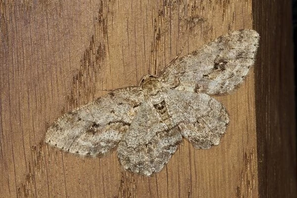 Engrailed Moth (Ectropis bistortata) adult, resting on window frame, Powys, Wales, April