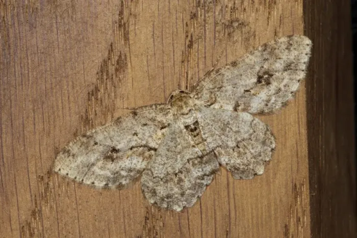 Framed Print : Engrailed Moth (Ectropis bistortata) adult, resting on window frame, Powys, Wales, April Framed Print : Engrailed Moth (Ectropis bistortata) adult, resting on window frame, Powys, Wales, April