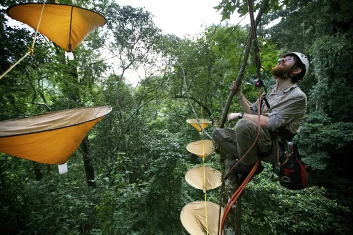 Framed Print : Entemologist with insect traps in treetops of cloudforest, Cusuco N. P. Sierra del Merendon, Honduras, July Framed Print : Entemologist with insect traps in treetops of cloudforest, Cusuco N. P. Sierra del Merendon, Honduras, July