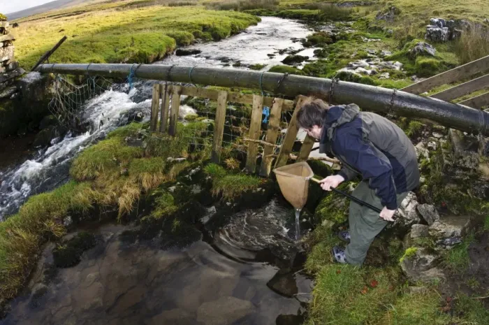 Framed Print : Entomologist surveying for invertebrates in river, above Catrigg Force, Stainforth Beck, Stainforth