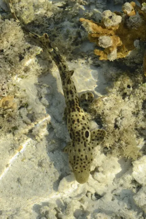 Framed Print : Epaulette Shark (Hemiscyllium ocellatum) adult, swimming in shallow water at low tide, Queensland, Australia, November Framed Print : Epaulette Shark (Hemiscyllium ocellatum) adult, swimming in shallow water at low tide, Queensland, Australia, November