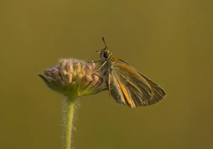 Framed Print : Essex Skipper (Thymelicus lineola) adult, resting on flowerbuds, Bulgaria, July Framed Print : Essex Skipper (Thymelicus lineola) adult, resting on flowerbuds, Bulgaria, July