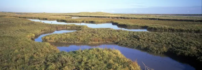 Framed Print : Estuaries-Salt Marsh Saltmarsh at Simpsons Saltings - Suffolk Wildlife Trust Framed Print : Estuaries-Salt Marsh Saltmarsh at Simpsons Saltings - Suffolk Wildlife Trust