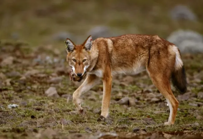 Framed Print : Ethiopian Wolf (Canis simensis) adult, feeding on Giant Mole-rat (Tachyoryctes macrocephalus) prey, Sanetti Plateau, Bale Mountains N. P. Oromia, Ethiopia