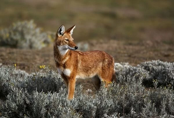 Ethiopian Wolf (Canis simensis) adult, standing in afro-alpine moorland habitat, Bale Mountains N. P. Oromia, Ethiopia