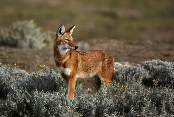Framed Print : Ethiopian Wolf (Canis simensis) adult, standing in afro-alpine moorland habitat, Bale Mountains N. P. Oromia, Ethiopia