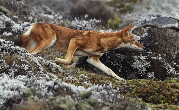 Framed Print : Ethiopian Wolf (Canis simensis) adult, running, hunting prey on afro-alpine moorland, Bale Mountains, Oromia, Ethiopia Framed Print : Ethiopian Wolf (Canis simensis) adult, running, hunting prey on afro-alpine moorland, Bale Mountains, Oromia, Ethiopia