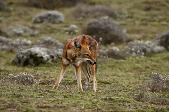 Framed Print : Ethiopian Wolf (Canis simensis) adult, feeding on rodent, on afro-alpine moorland, Bale Mountains, Oromia, Ethiopia Framed Print : Ethiopian Wolf (Canis simensis) adult, feeding on rodent, on afro-alpine moorland, Bale Mountains, Oromia, Ethiopia