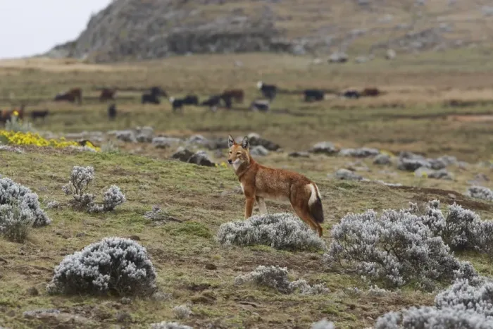 Framed Print : Ethiopian Wolf (Canis simensis) adult, standing on afro-alpine moorland habitat, with domestic cattle herd in background, Bale Mountains, Oromia, Ethiopia Framed Print : Ethiopian Wolf (Canis simensis) adult, standing on afro-alpine moorland habitat, with domestic cattle herd in background, Bale Mountains, Oromia, Ethiopia