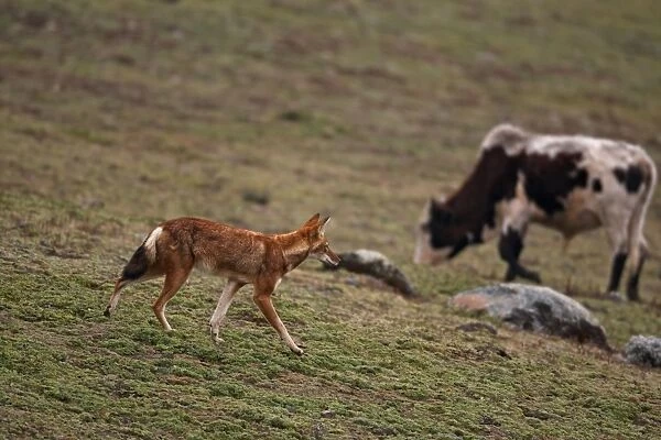 Ethiopian Wolf (Canis simensis) adult, walking on afro-alpine moorland, with domestic cattle grazing in background, Bale Mountains, Oromia, Ethiopia