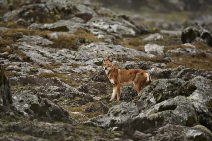 Framed Print : Ethiopian Wolf (Canis simensis) adult, standing amongst rocks in afro-alpine moorland habitat, Bale Mountains, Oromia, Ethiopia Framed Print : Ethiopian Wolf (Canis simensis) adult, standing amongst rocks in afro-alpine moorland habitat, Bale Mountains, Oromia, Ethiopia