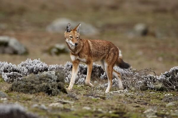 Ethiopian Wolf (Canis simensis) adult female, running on afro-alpine moorland, Bale Mountains, Oromia, Ethiopia