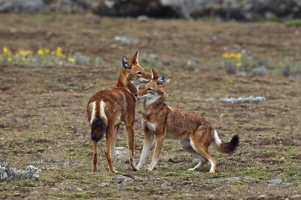 Ethiopian Wolf (Canis simensis) adult pair, greeting each other, Bale Mountains, Oromia, Ethiopia