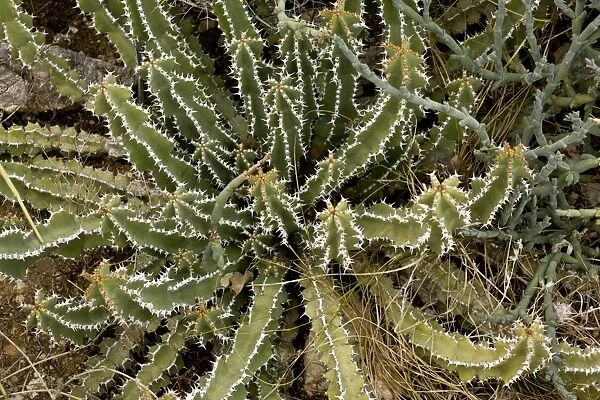 Euphorbia (Euphorbia venenata) spiny stems, South Africa, August