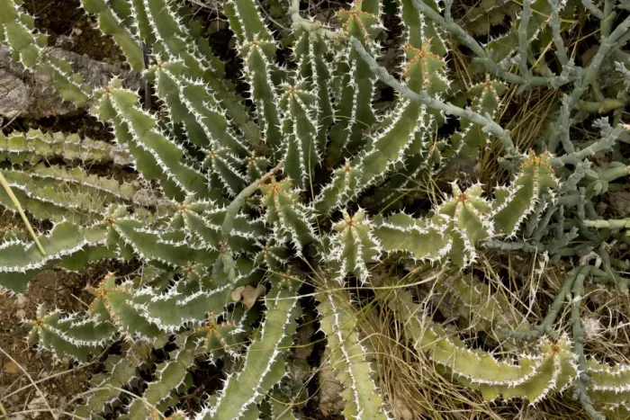 Framed Print : Euphorbia (Euphorbia venenata) spiny stems, South Africa, August Framed Print : Euphorbia (Euphorbia venenata) spiny stems, South Africa, August