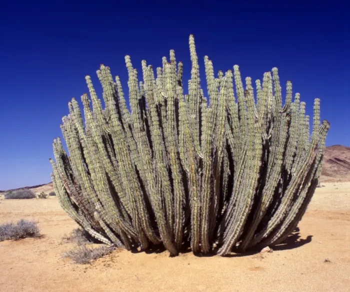 Framed Print : Euphorbia (Euphorbia virosa) Namib Desert / June Framed Print : Euphorbia (Euphorbia virosa) Namib Desert / June
