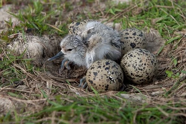 Eurasian Avocet (Recurvirostra avocetta) newly hatched hour-old chick and hatching eggs in nest, Norfolk, England, may