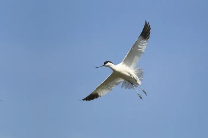 Framed Print : Eurasian Avocet (Recurvirostra avocetta) adult, in flight, Minsmere RSPB Reserve, Suffolk, England, may