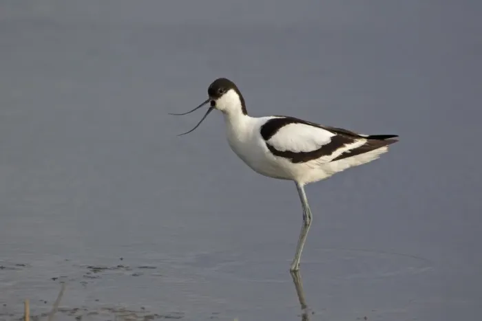 Framed Print : Eurasian Avocet (Recurvirostra avocetta) adult, calling, standing in shallow pool, Minsmere RSPB Reserve, Suffolk, England, june Framed Print : Eurasian Avocet (Recurvirostra avocetta) adult, calling, standing in shallow pool, Minsmere RSPB Reserve, Suffolk, England, june