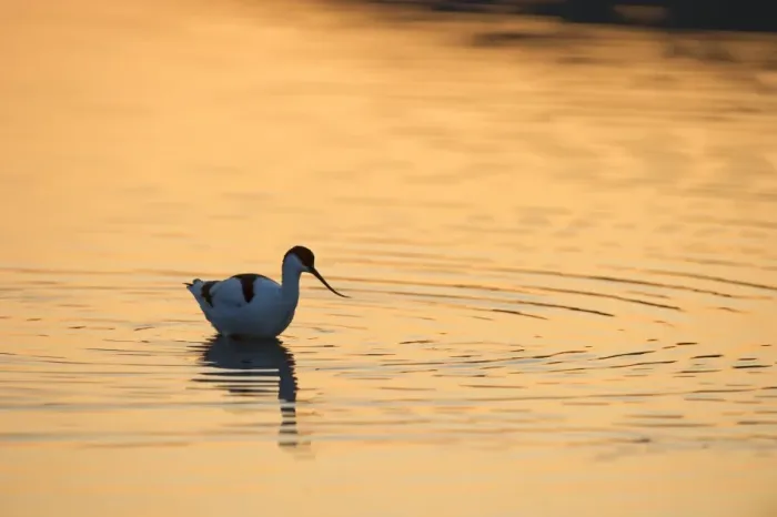 Framed Print : Eurasian Avocet (Recurvirostra avocetta) adult, foraging in water at sunset, Cley, Norfolk, England, may